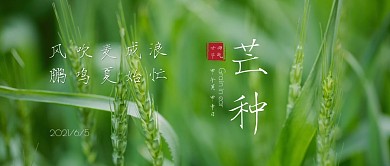 芒种节气小清新麦子图片公众号封面首图