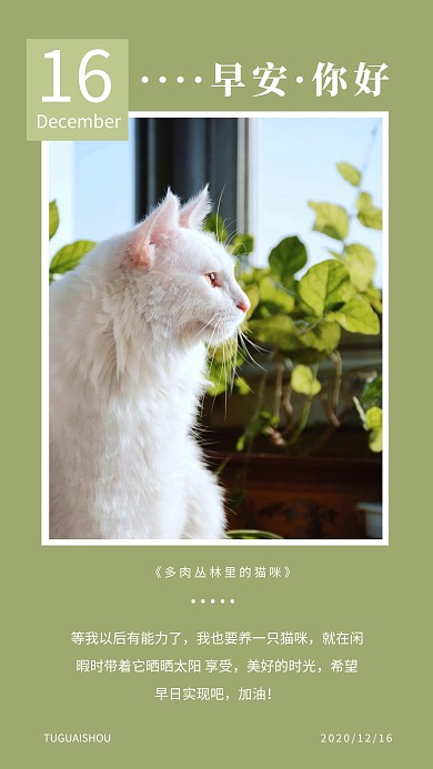 简约摄影绿色清新早安鼓励可爱猫咪日签