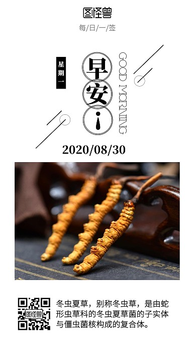 冬虫夏草早安简约清新日签日报