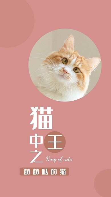 猫咪宠物粉色圆形照片相册写真