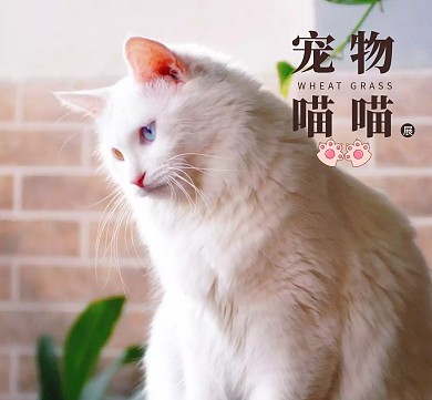 猫咪简约白色背景宠物朋友圈封面