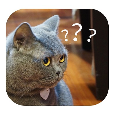 呆萌猫猫疑惑问号表情包
