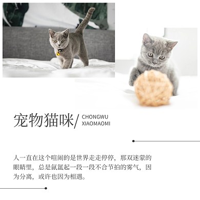 日系简约文艺可爱猫咪公众号配图