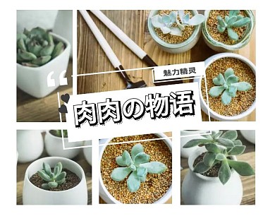 魅力精灵多肉物语拼图