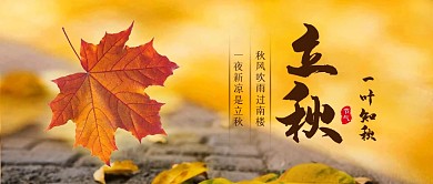 原创立秋 摄影 落叶