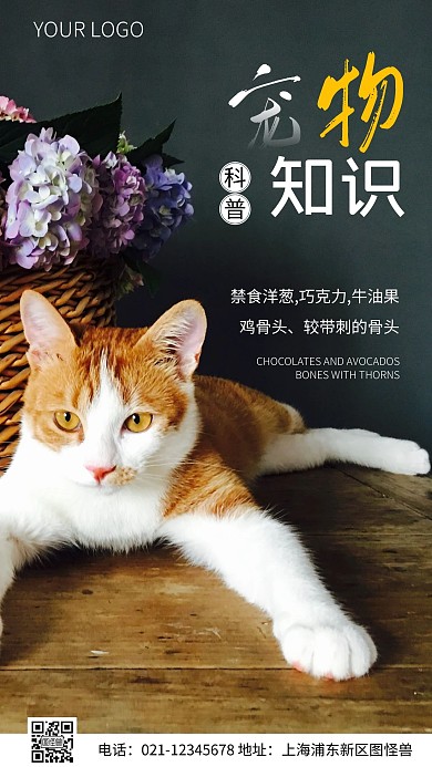简约风宠物知识科普摄影图海报