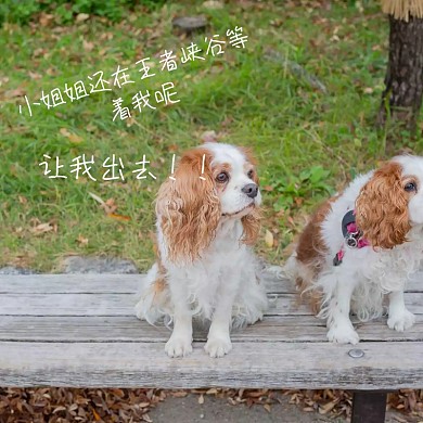 让我出去毛绒玩具搞笑表情