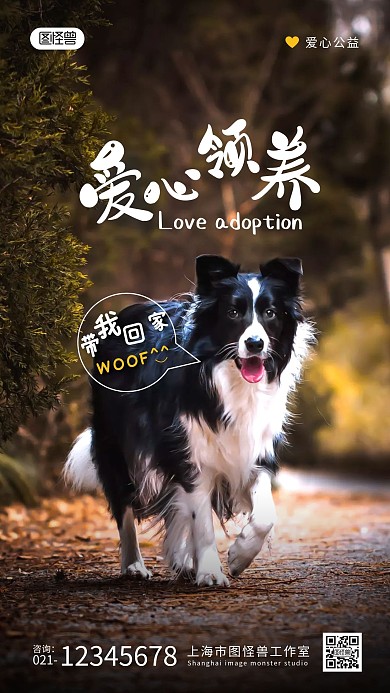 宠物领养公益宣传介绍摄影图海报设计