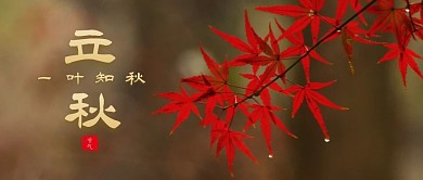 摄影风枫叶立秋问候公众号封面首图
