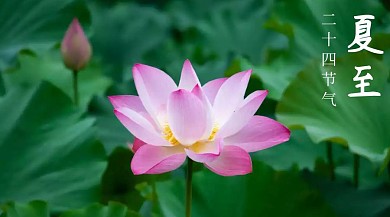 简约绿色清爽夏日夏至公众号封面