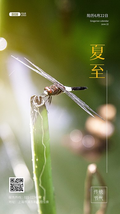 夏至蜻蜓唯美节气推广摄影图海波