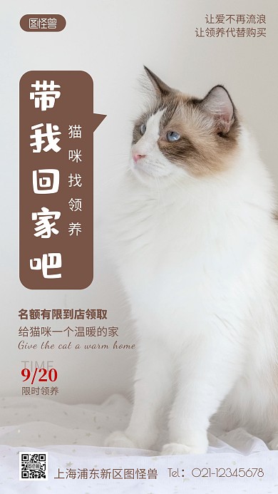 领养猫咪白色简约风摄影图海报