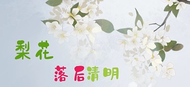 梨花落雨清明春游春景公众号特殊首图