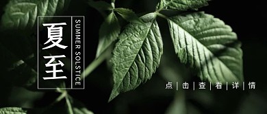 夏至祝福简约摄影植物公众号封面首图