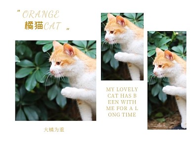 橘色橘猫宠物猫咪陪伴生活三图拼图