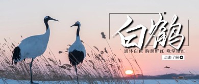 白鹤简约风景宣传公益公众号首图