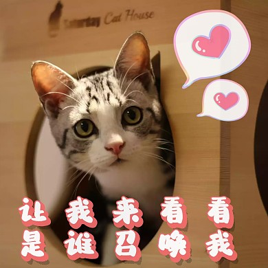 猫猫小可爱召唤术表情包