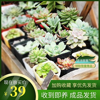绿植多肉盆栽花草直通车