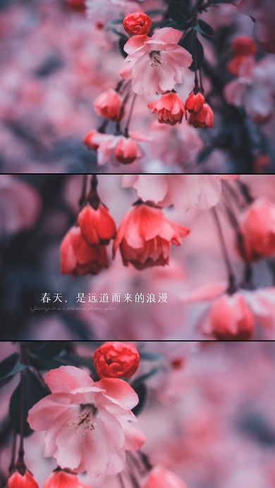 春天樱花浪漫手机拼图