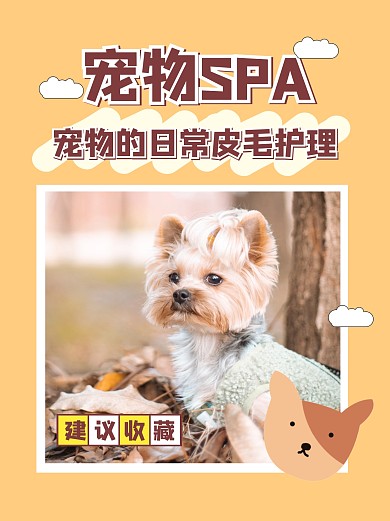 宠物日常皮毛护理指南小红书封面