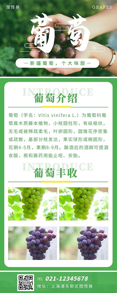 葡萄绿色背景葡萄丰收简约营销长图