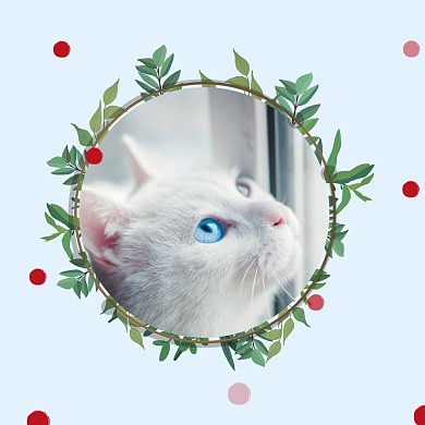 可爱猫咪红包头像