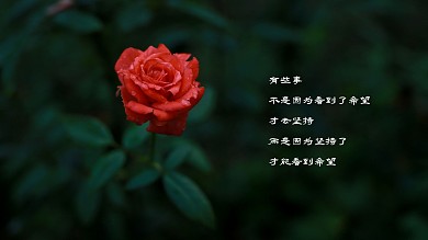励志文案花简约摄影电脑桌面壁纸