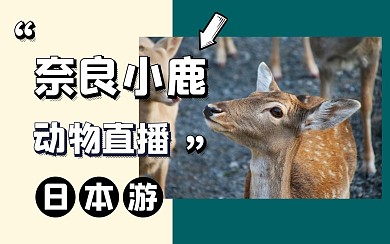 动物简约小鹿新媒体视频封面