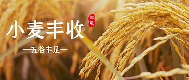 小麦丰收大气风格公众号封面首图