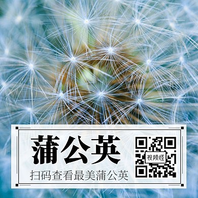 蒲公英公众号方形配图