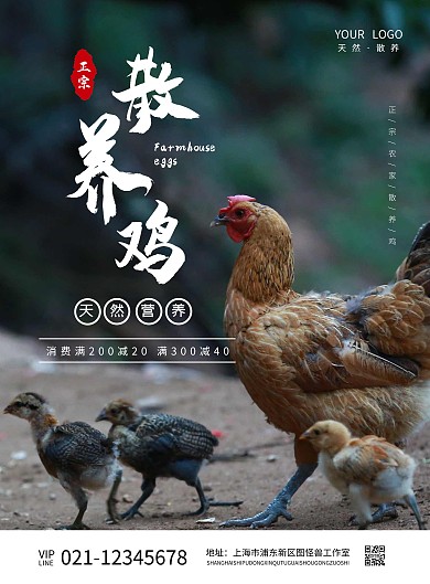 简约摄影图散养鸡宣传海报