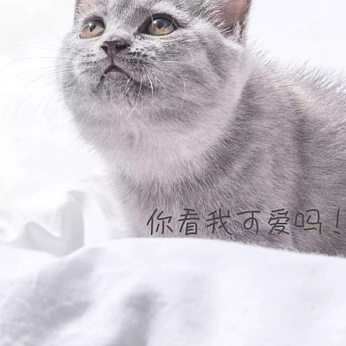 可爱猫咪手机微博封面