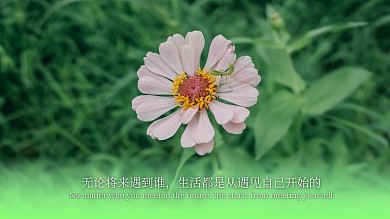 唯美清新日系励志花草绿植电脑桌面