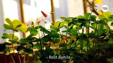绿色护眼植物电脑桌面