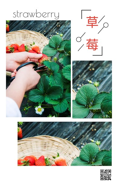 草莓竖版拼图3张照片