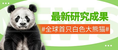白色大熊猫简约彩色微信公众号封面首图