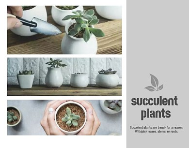 多肉植物简介拼图