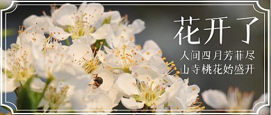 花开了摄影风公众号封面
