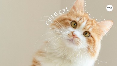 可爱猫咪电脑桌面