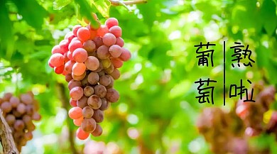 葡萄熟啦宣传创意简约公众号封面模版