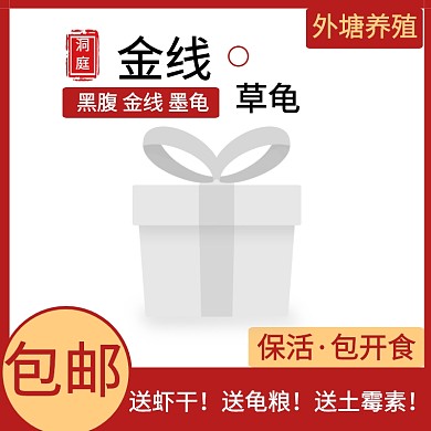 活体宠物乌龟淘宝主图