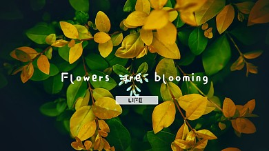 鲜花摄影电脑桌面