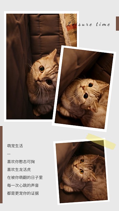 萌宠猫咪可爱简约手机拼图