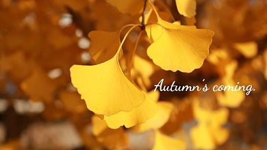 简约秋天摄影电脑桌面