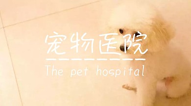 宠物创意简约宣传公众号封面模板