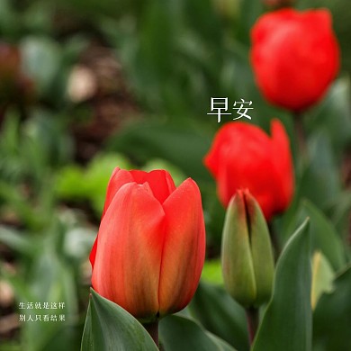 清新郁金香早安问候