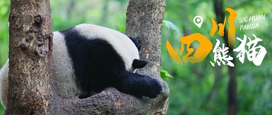 绿色四川熊猫专列可爱国宝公众号封面首图