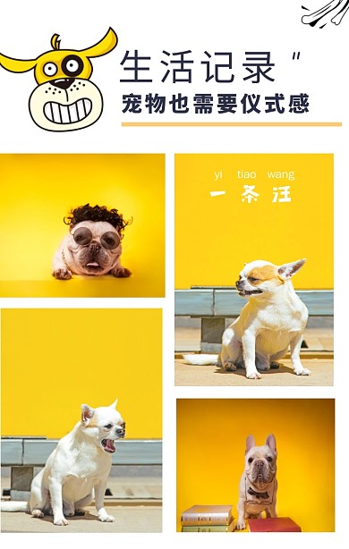 黄色照片拼图四宫格生活记录宠物仪式感