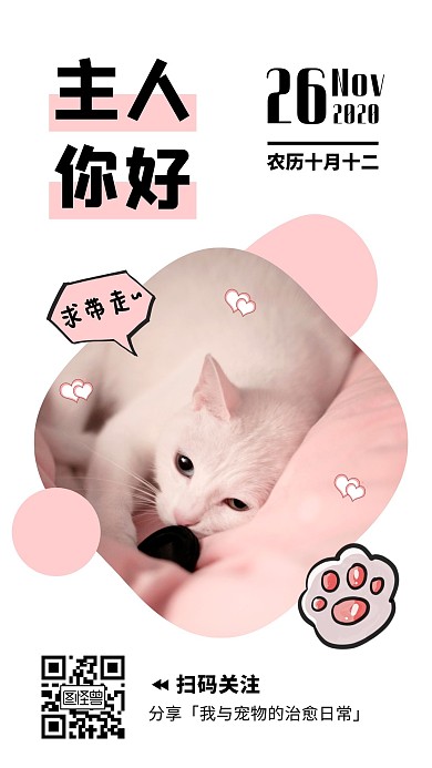 感恩节宠物日常分享治愈系猫咪相册