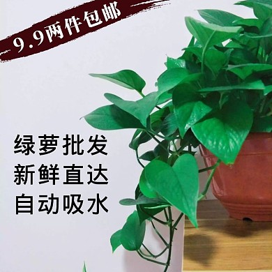 植物绿萝小清新淘宝主图